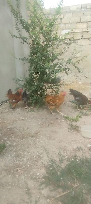 kirpi toyuq: Cəmi 4 eded cavan kənd xoruzlar idi tecılı satilirMəhsul: Yerli — 7
