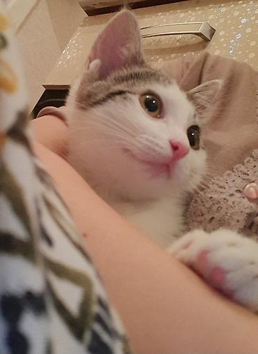кошку: Кошка даром: Беспородная, 10 месяцев, Девочка, Кастрирована, Приучена к лотку — 2
