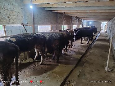 Коровы, быки: Продаю | Тёлка | Швицкая | Привязанные — 8