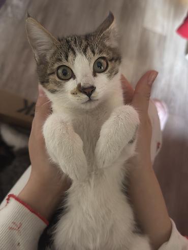 Отдам даром кошку: Котята на любой цвет и вкус всегда в наличии!!! — 2