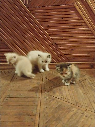 кошка регдолл: Отдам красивых котят в хорошие руки — 8