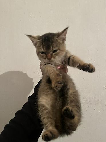 ххх кот: Британская короткошёрстная, 1 месяц, Мальчик — 1