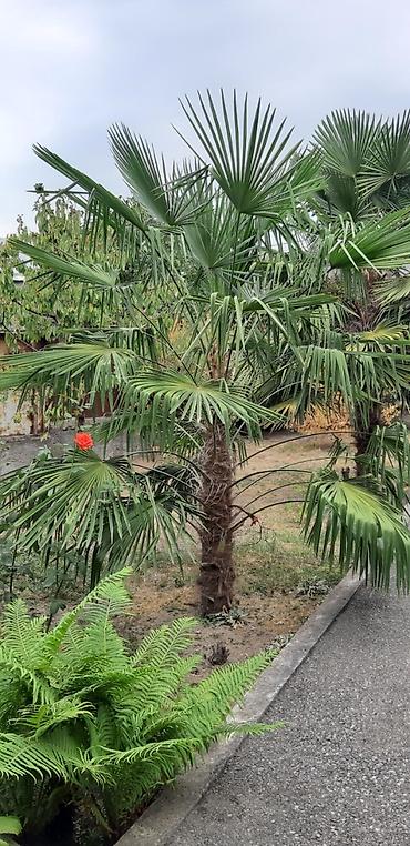 zeytun ağacı qiyməti: Təklif olunan xurma ağacı açıq yaşıl rəngli, yelpikşəkilli yarpaqlara — 1