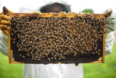 животные: Продаются хорошие пчелопакеты, 4 рамки! За подробностями звонить по