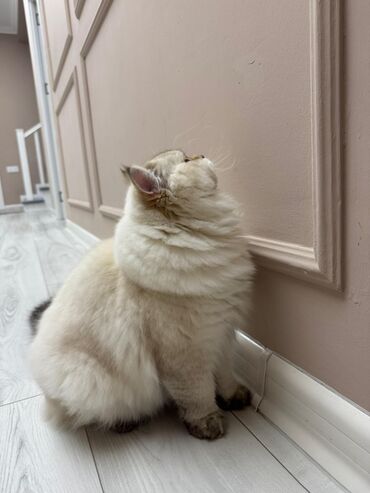 Pişiklər: Britan, Erkək, Cütləşmə üçün — 1