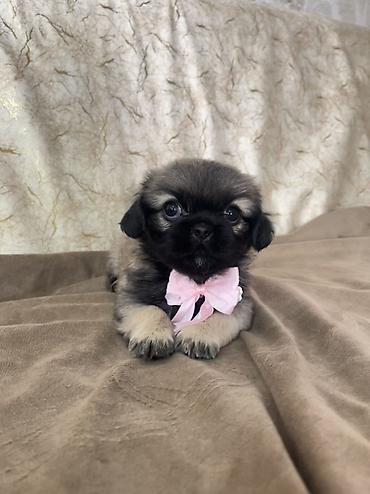 pekines dişi: Pekines — 3
