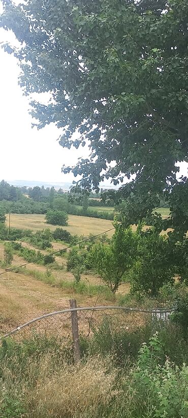 Anbar və emalatxanalar: Ünvan: Qusar şəhəri Ləyər kəndi (ləzgi ləyər) 1hk 68 sot bağ yeri — 6