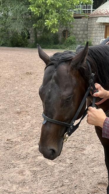 конь на забой: Продаю чистокровного жребца 4 года, привезен из Дагестана! Есть — 3