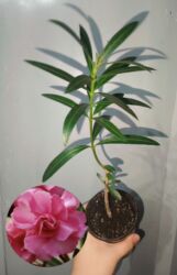 куплю аквариум с рыбками: РАСПРОДАЖА 🔥🔥🔥🔥 Продаю комнатные растения, цветы . РАСПРОДАЖА 🔥🔥🔥🔥