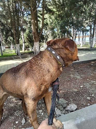 İtlər: 𝘈𝘺𝘢𝘲𝘭𝘢 𝘮𝘰̈𝘩𝘬ə𝘮 𝘴𝘪𝘮𝘦𝘵𝘪𝘥𝘪𝘬𝘥𝘪𝘳. 𝘪𝘵𝘪𝘯 𝘩𝘦𝘤̧ 𝘣𝘪𝘳 𝘬𝘢 𝘱𝘳𝘪𝘻𝘪 𝘰𝘭𝘢 𝘣𝘪𝘭𝘮ə𝘻 — 10