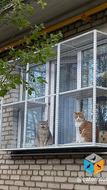 Qəfəslər: Pəncərə üçün “catio” – pişiklər üçün açıq, təhlükəsiz balkon-kafes - — 4