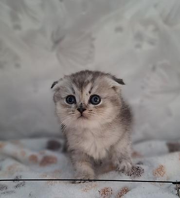 Продажа кошек: Скотиш Фолд (Шотландская вислоухая), 2 месяца, Мальчик, Приучена к лотку, Проглистована — 5