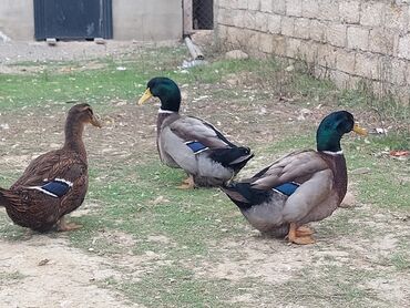Ördəklər: 1 cüt Orginal Qan Ruan ördəyi tam sağlam aktiv ördəylərdi 6 — 9