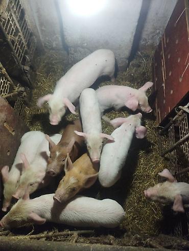 Продам с/х животных: Продаю | Поросенок | Для разведения — 2