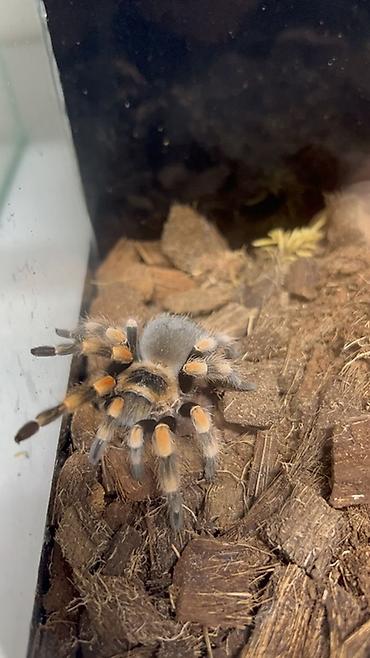 mal inək: Məhsul: Seçmə tarantula balaları (sling) Növlər: - Brachypelma vagans — 6