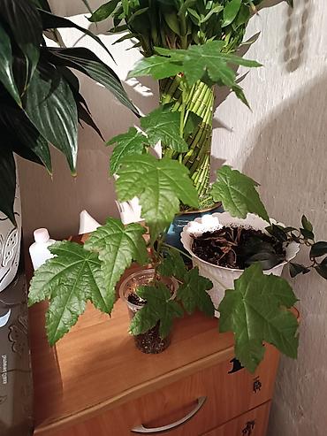 Хойи: Комнатные растения в горшках 1) Хойя карноза вариегатная (восковой — 4