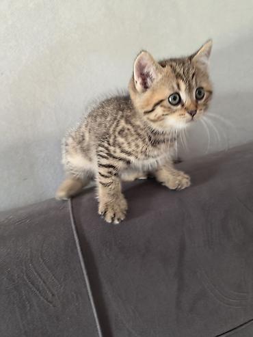 heyvan pişik: Tabbi — 5