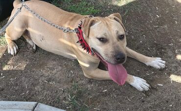 i̇t balası: Pitbul, 1 il, Dişi