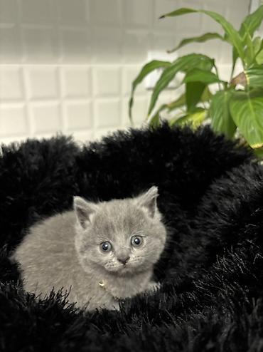 Pişiklər: Britan — 7