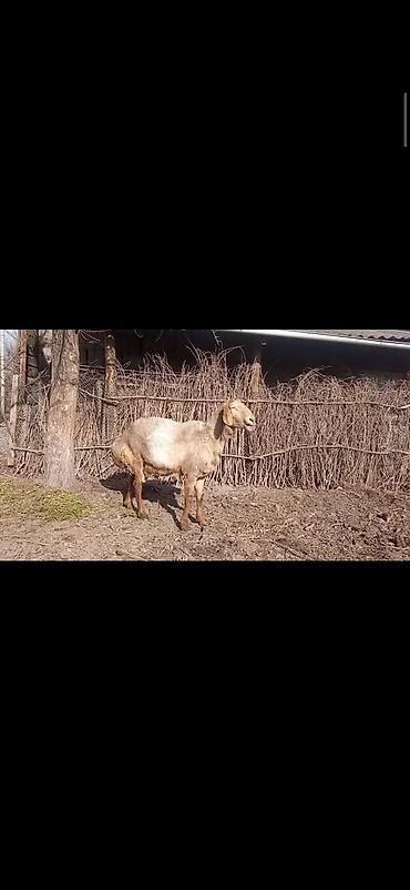 Баран, овца: Продаю | Овца (самка) | Для разведения | Матка — 5