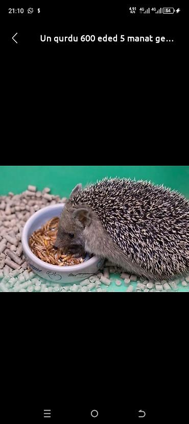 kirpi satisi: Məhsul: Un qurdları (mealworm) Miqdar və qiymət: 600 ədəd – 5 manat — 1