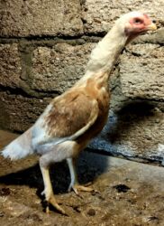 Digər quşlar: Heyratı ailəsi satılır. Pleymut beçə 7 aylıq 80azn, fərələr tək-tək 40 — 5