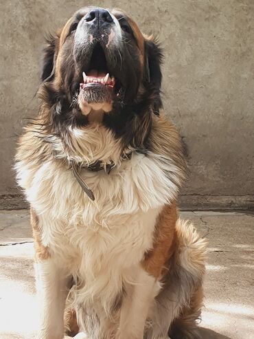 Вязка собак: Вязка: Самец, 2 года, С прививкой, С родословной — 3