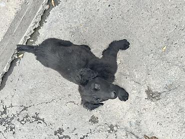 Продажа собак: Тайган, 2 месяца, Самец — 7