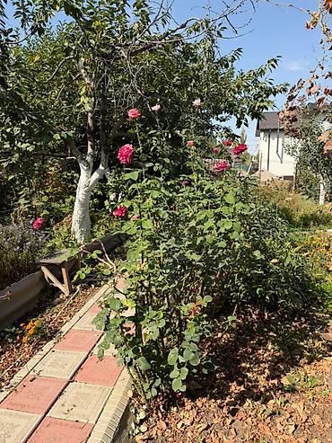 Жер тилкелерин сатуу: 🌿 Продаётся дом с большим ухоженным участком — 4,25 сотки 📍 Байтик — 7