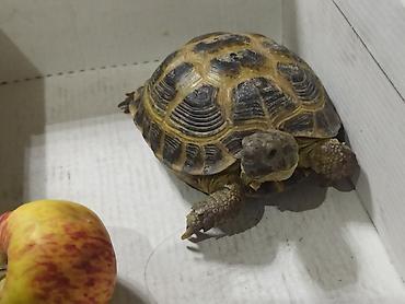 за неделю: Среднеазиатская сухопутная черепаха (Testudo horsfieldii) — 1