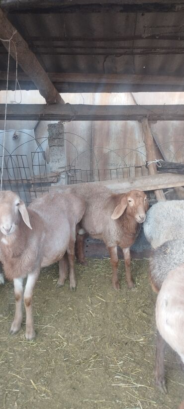 Бараны, овцы: Продаю | Баран (самец) | Полукровка | Осеменитель — 5