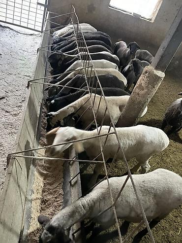Баран, овца: Продаю | Овца (самка), Ягненок, Баран (самец) | На забой | Кастрированные — 6