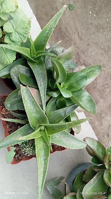 balaca limon: Sukkulent kompozisiyası – aloe, “kalsanxoe” (Kalanchoe) və kiçik — 2