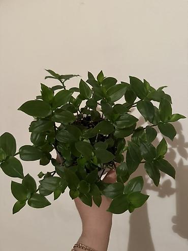 Другие комнатные растения: Все в активном росте🌸🌸🌸🌸 Аглаонема 250с Колеус 150с Крупнолистная — 4