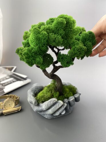 ефро забор: Деревья-бонсай из натурального стабилизированного мха🌳 -это