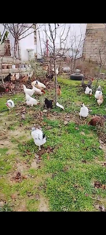 Toyuqlar: ‼️ Təcili Satılır ‼️ Yumurtayan Toyuqlar 1 ilikdi hamısı yumurtayır — 7
