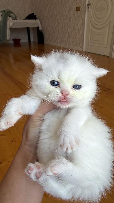 Pişiklər: Şotland — 2