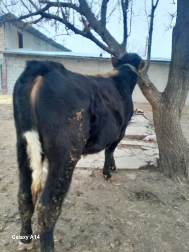 Коровы, быки: Продаю | Бык (самец) | На откорм | Привязанные — 2