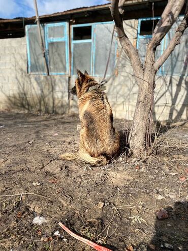Собаки: Ит Узгенский р э тоо к тоо айылында