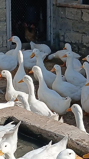 Kənd təsərrüfatı quşları: Məhsul: Ağ ördəklər (təsərrüfat heyvanları) Təsvir: - Ağ lələklər — 1