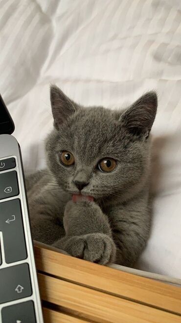 живой сазан: Я хочу купить шотландскую или же британскую кошку до 7.000тысдевочку