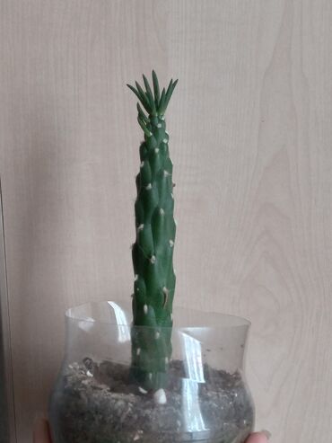 Kaktus: Kaktus,opintia subulata novu.Real şekildir,boyu uzanan,hundur