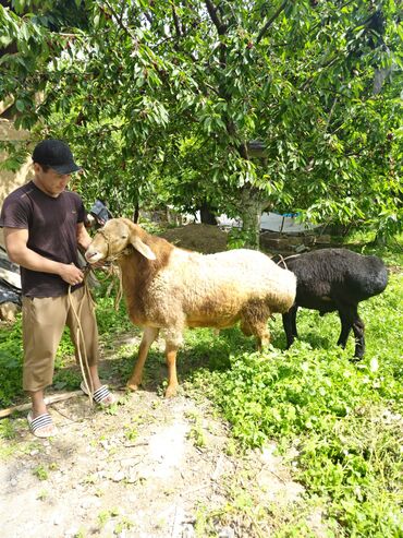 сколько стоит баран в таджикистане: Продаю | Баран (самец) | Арашан