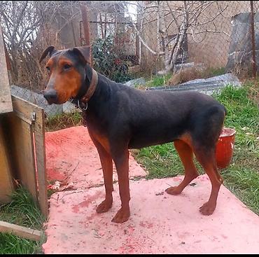 golden retriver it: Doberman, 2 il, Dişi, Peyvəndli, Ünvandan götürmə — 2