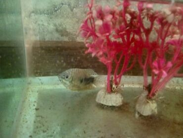 аквариум без рыб: Salam Akvarium Balıq Mator Hamısı Birke 15 AZN UNVAN HÖVSAN