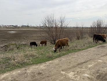 Коровы, быки: Продаю | Бык (самец) | На откорм — 9