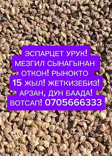 сколько стоит баран арашан: Эспарцет урук .Накта "Ысыккөл" сорт! Түп районну! Сапаттуу! — 1
