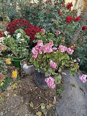 Другие товары для дома и сада: Продается цветы разных видов. Цена от 25сом до 5000тыс сом. В наличии — 3