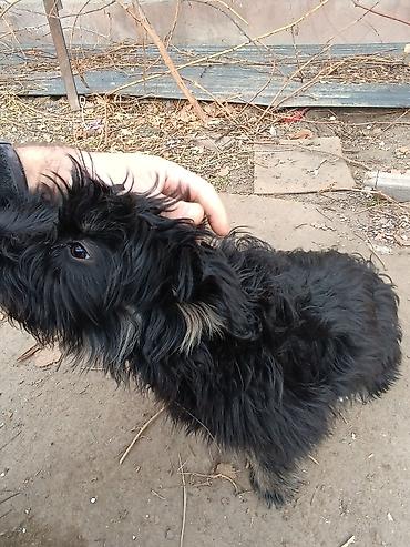 Продажа собак: Отдам в добрые руки!. Щенки маленькой породы/метиса. Пушистая шерсть — 9