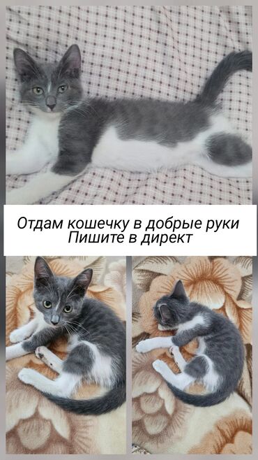 экзотическая короткошёрстная кошка: 2 месяца, Девочка, Серый, Приучена к лотку, Проглистована